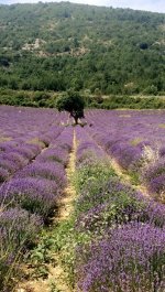 lavendelveld_bonnieux_2017.jpg