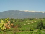 mont ventoux wijngaarden vakantiehuis.jpg